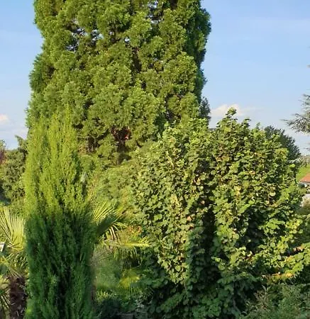 Weingut Leis Lejlighed *