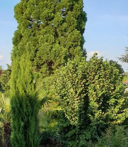 Weingut Leis Apartment *